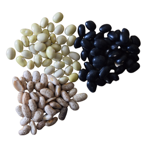 frijoles agroecológicos