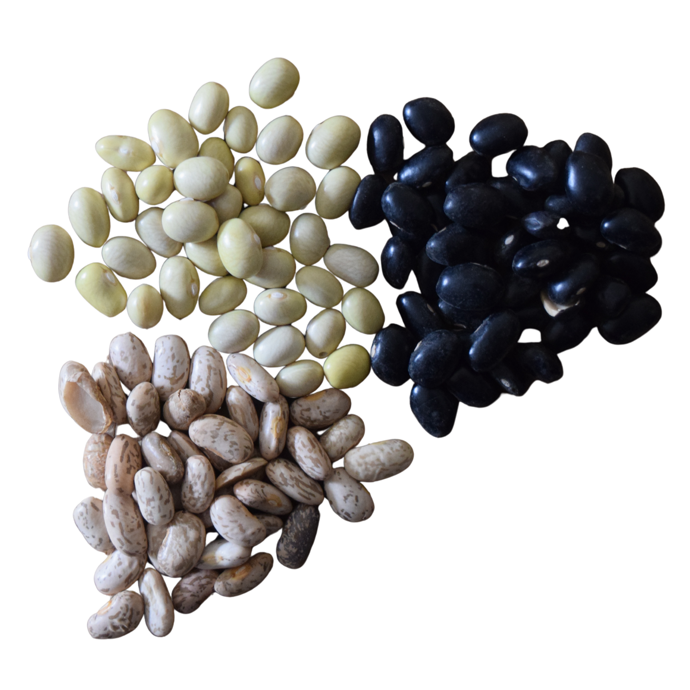 frijoles agroecológicos