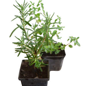 planta en maceta aromáticas