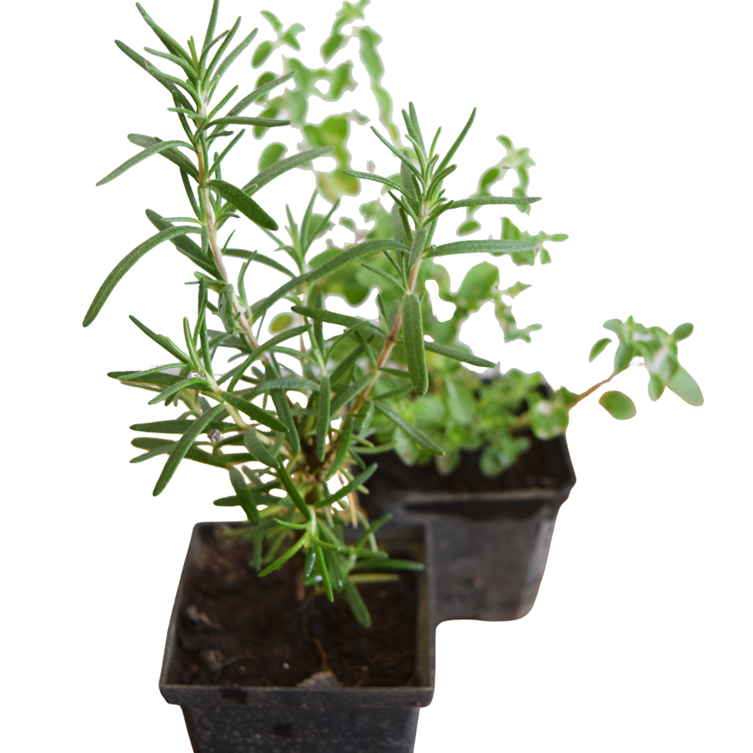 planta en maceta aromáticas