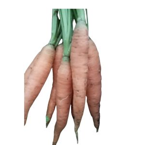 zanahoria orgánica- agroecológica