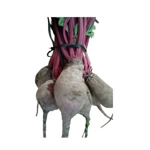 betabel orgánico agroecológico