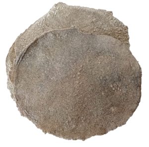 Tostada Raspada Grande 5pzas