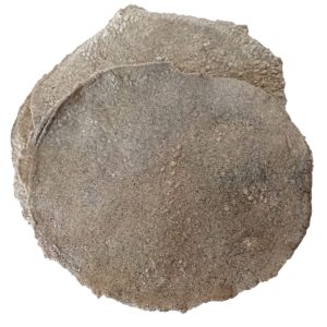 Tostada Raspada Grande 5pzas